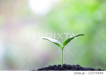 growing plants  21575094