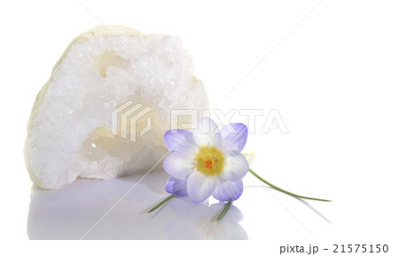 Crocus flower and quartz geode Crocus flower and quartz geode 21575150