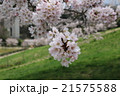 さくら 21575588