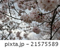 さくら 21575589