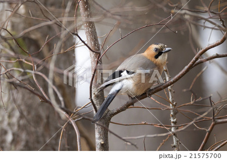 ミヤマカケス 21575700