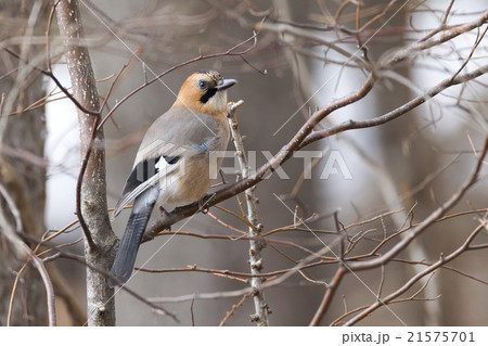 ミヤマカケス 21575701