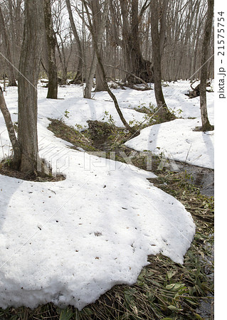 雪解けの森 雪解けの森 21575754
