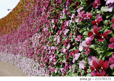 フラワーガーデン 21576572