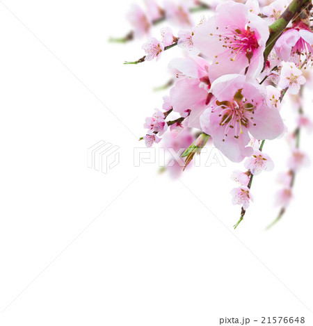 Cherry tree twig Cherry tree twig 21576648