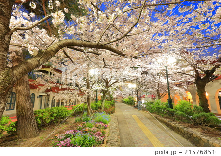 宝塚 花のみちの写真素材 宝塚 花のみちの写真素材