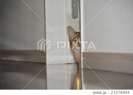 仔猫の表情 21576904
