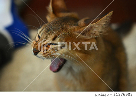 仔猫の表情 仔猫の表情 21576905