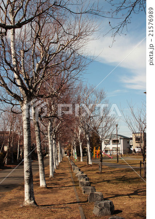 白樺の並木道 21576989