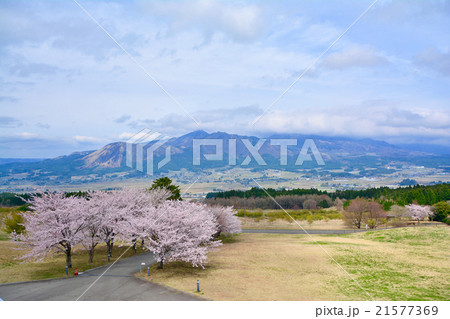 アスペクタ　桜 21577369