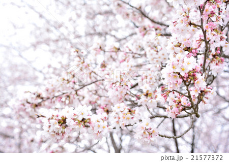 アスペクタ　桜 21577372