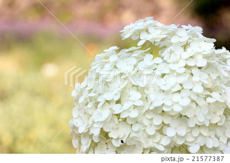 アナベル アナベル 21577387