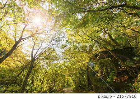 県立自然公園二口渓谷せせらぎと木漏れ日の森林浴で癒され季節を感じる散策に最適な風景観光スポット 21577816