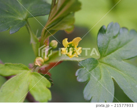 ヤブサンザシの花 ヤブサンザシの花 21577933