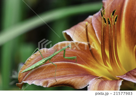 grasshopper on Flower grasshopper on Flower 21577983