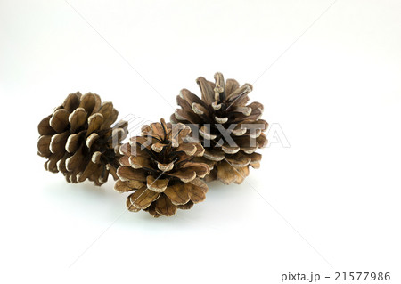 three pine cones three pine cones 21577986