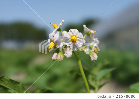 ジャガイモの花 ジャガイモの花 21578080