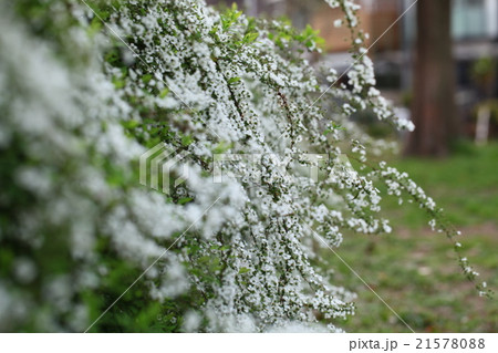 ゆきやなぎ 21578088