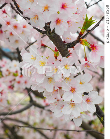 桜 21578569