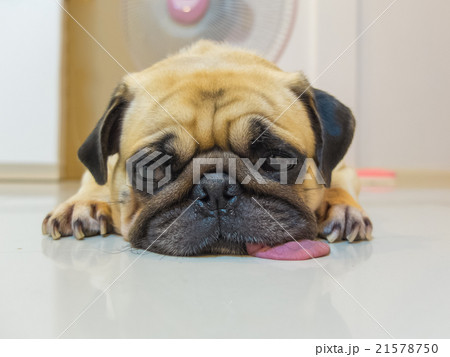 Cute dog puppy Pug sleep tongue lay on Floor  21578750