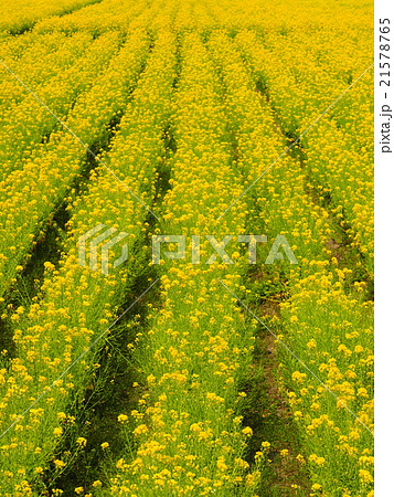 菜の花畑 21578765