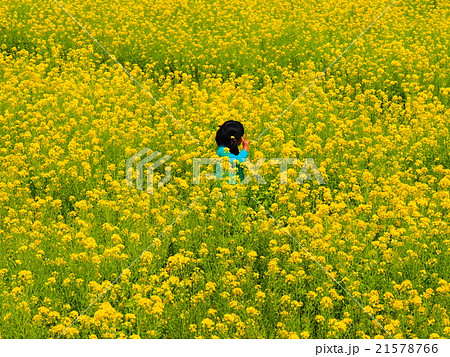 菜の花畑 菜の花畑 21578766