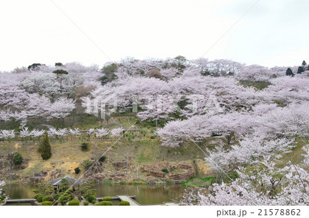 種松山の桜 21578862