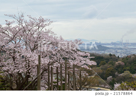 種松山の桜 21578864