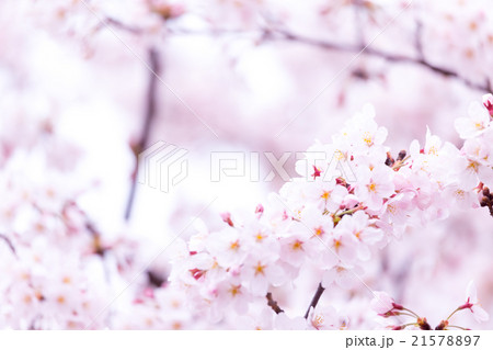サクラ 桜 さくら 染井吉野 ソメイヨシノ そめいよしの コピースペース 文字スペース サクラ 桜 さくら 染井吉野 ソメイヨシノ そめいよしの コピースペース 文字スペース 21578897