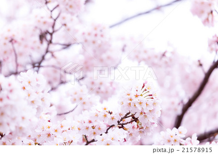 サクラ 桜 さくら 染井吉野 ソメイヨシノ そめいよしの コピースペース 文字スペース サクラ 桜 さくら 染井吉野 ソメイヨシノ そめいよしの コピースペース 文字スペース 21578915
