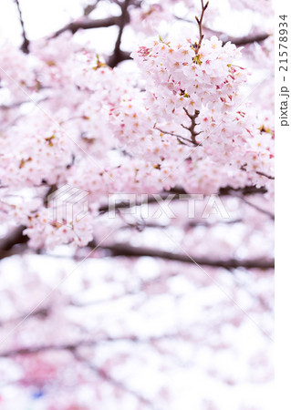サクラ 桜 さくら 染井吉野 ソメイヨシノ そめいよしの コピースペース 文字スペース サクラ 桜 さくら 染井吉野 ソメイヨシノ そめいよしの コピースペース 文字スペース 21578934
