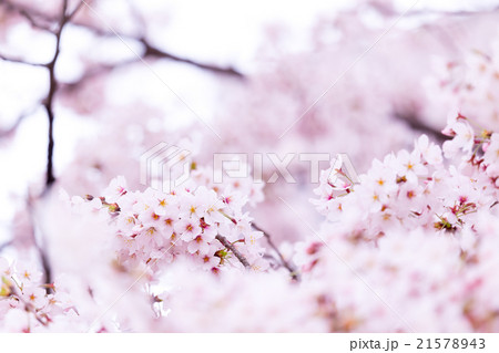 サクラ　桜　さくら　染井吉野　ソメイヨシノ　そめいよしの　コピースペース　文字スペース 21578943