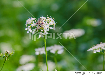 Honey bee collecting pollen from flowers. Honey bee collecting pollen from flowers. 21579004