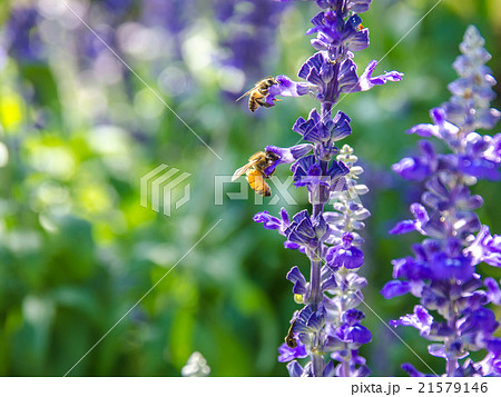 Two bee on lavender flowers with sun rays Two bee on lavender flowers with sun rays 21579146