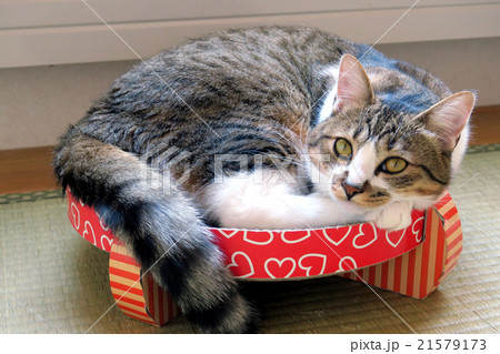 爪とぎの上で丸くなるネコ 21579173