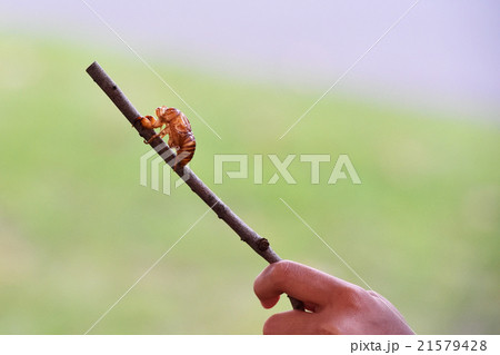 セミの抜け殻 21579428