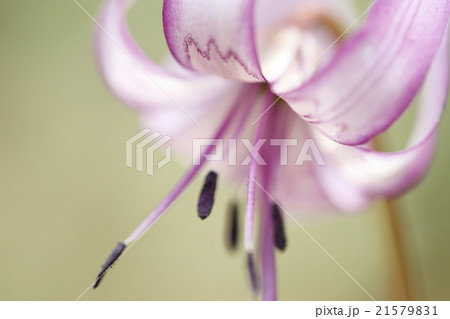 一輪のカタクリの花 21579831