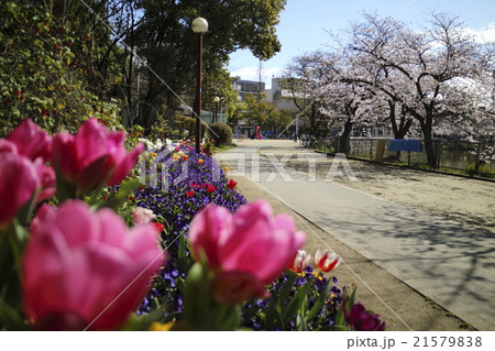 公園、春の情景 21579838