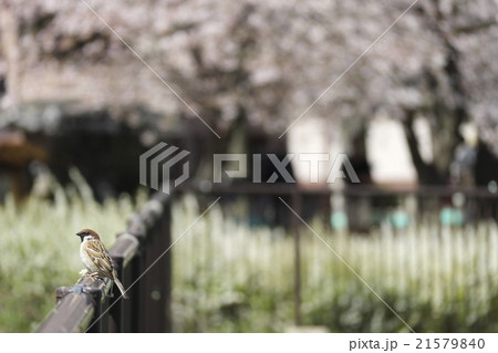 公園、雀と桜 公園、雀と桜 21579840