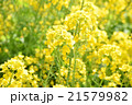 菜の花 21579982
