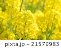 菜の花 21579983