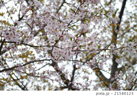 サクラ サクラ 21580123