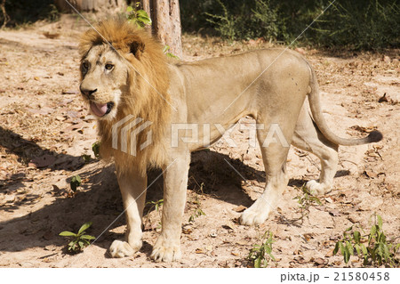 Male Lion walking 21580458