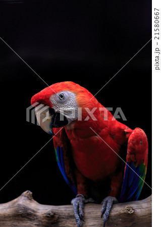 Scarlet macaw perching 21580667