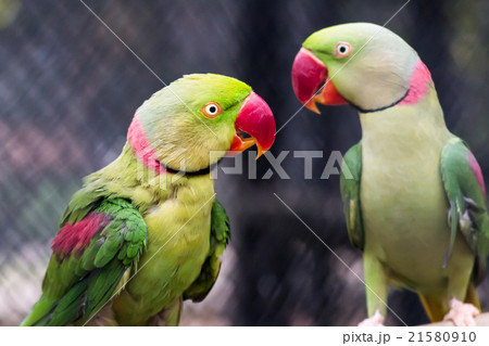 Pair of Alexandrine parakeet close up Pair of Alexandrine parakeet close up 21580910