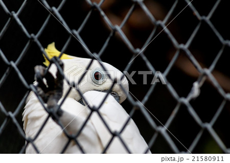 Sulphur crested cockatoo in cage 21580911