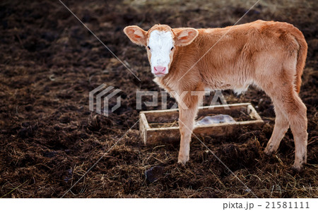 Calf in middle of feedlot manure, next to tub for 21581111
