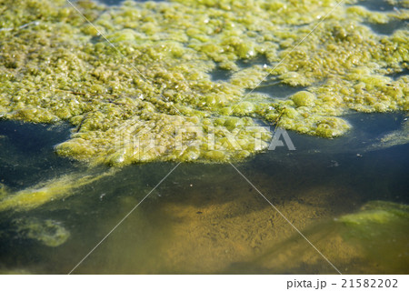green algae patterns on the water 21582202