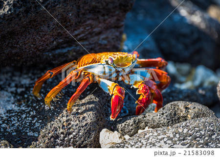 Adult Sally Lightfoot crab on sunny rocks 21583098
