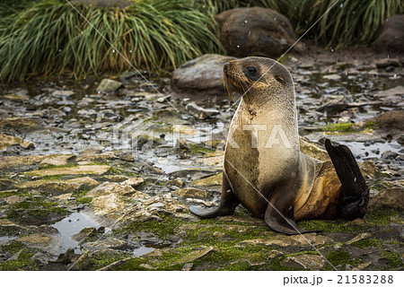 Antarctic fur seal lying on mossy rocks 21583288
